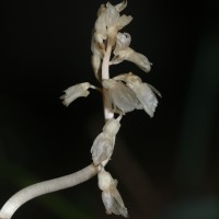 Epipogium roseum (D.Don) Lindl.